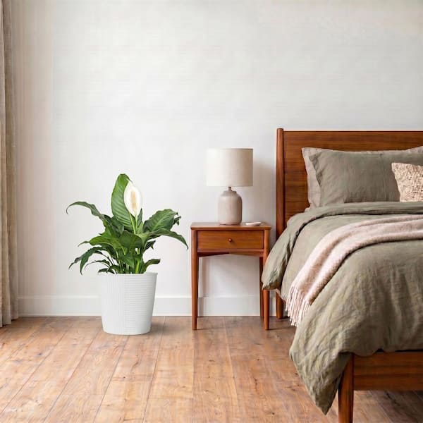 overwatered peace lily Peace lily (green) With self watering pot – plantswalay
