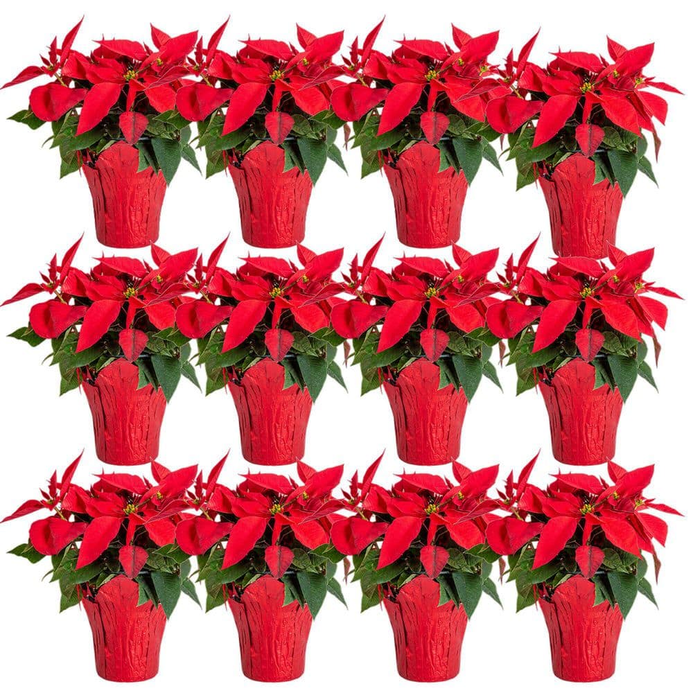 Costa Farms Fresh Red Poinsettia Indoor Plant with 1 Pt. Red Pot