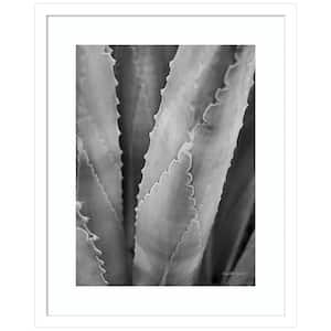"Abstract Agave I" by Elizabeth Urquhart 1 Piece Wood Framed Black and White Nature Photography Wall Art 21-in. x 17-in.