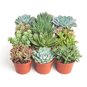 4 in. Assorted Succulent Collection Succulent (Collection of 12)