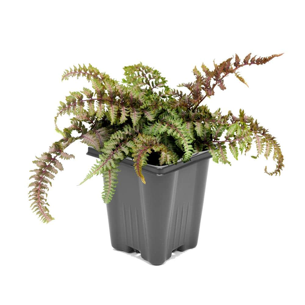 Perennial Fern Athyrium niponicum Red Beauty 1.0 qt. - (1-Pack) 1822 ...