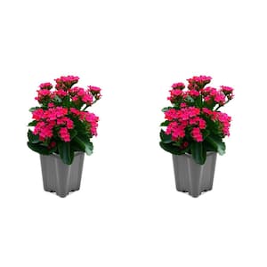 1 Qt. Kalanchoe Lican Pink Live Annual Plant (2-Pack)