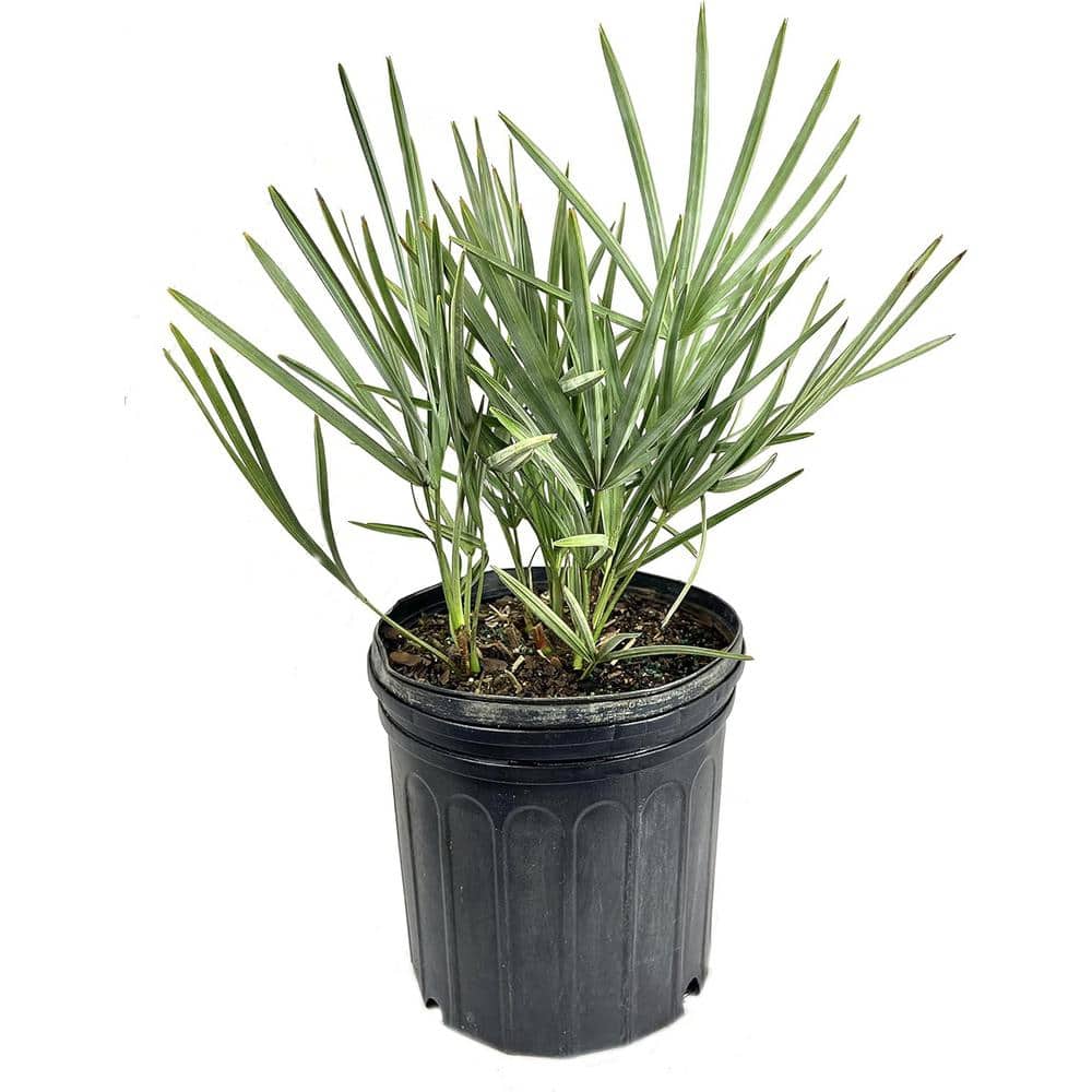 Silver Saw Palmetto-Live Plant in a 10 in. Growers Pot-Serenoa Repens 'Silver'-Ornamental Palm Tree from Florida price history on PriceWatchPro