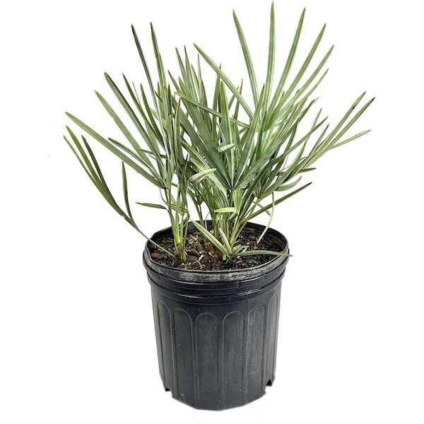 Wekiva Foliage Silver Saw Palmetto-Live Plant in a 10 in. Growers Pot-Serenoa Repens 'Silver'-Ornamental Palm Tree from Florida