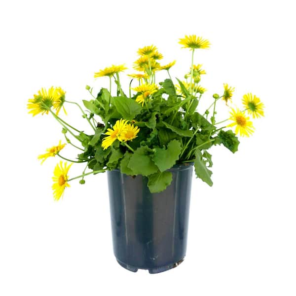 Unbranded 2.5 qt. Perennial Doronicum Leonardo Yellow (1-Pack)