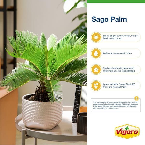 Sago Palm Indoor Plant in 6 in. White Decor Planter, Average Shipping Height 1-2 ft. Tall
