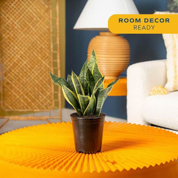 Grower's Choice Sansevieria Indoor Snake Plant in 6 in. Grower Pot, Avg. Shipping Height 1-2 ft. Tall