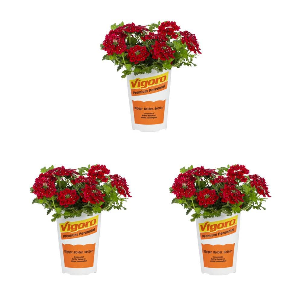 Vigoro 2 Qt. Verbena 'Endurascape Red' Red Perennial Plant (3-Pack ...