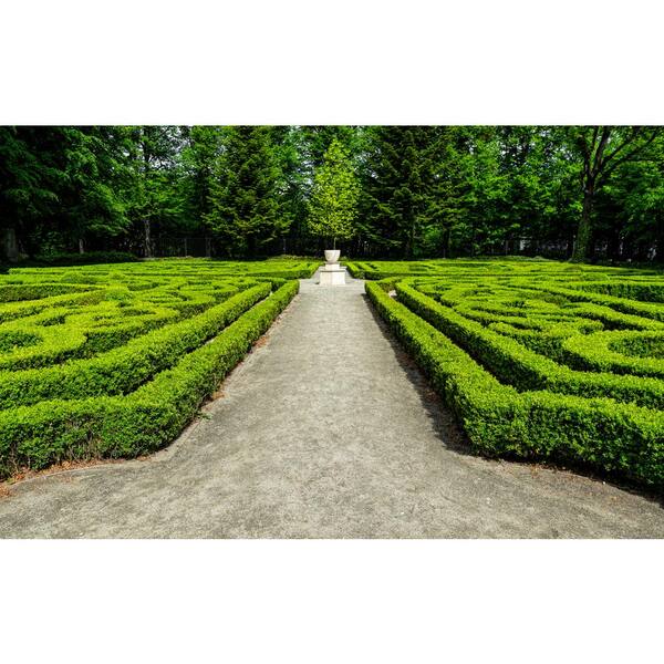 Büsche 4-6 - Best Rated - Shrubs & Bushes - The Home Depot