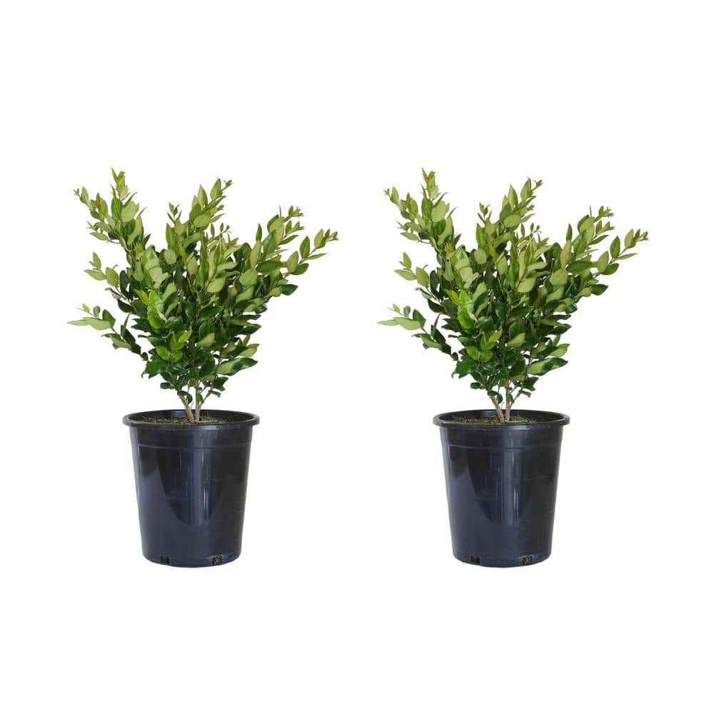 5-Container Wax Leaf Privet Flowering Evergreen Privacy Shrub (2-pack) price history on PriceWatchPro