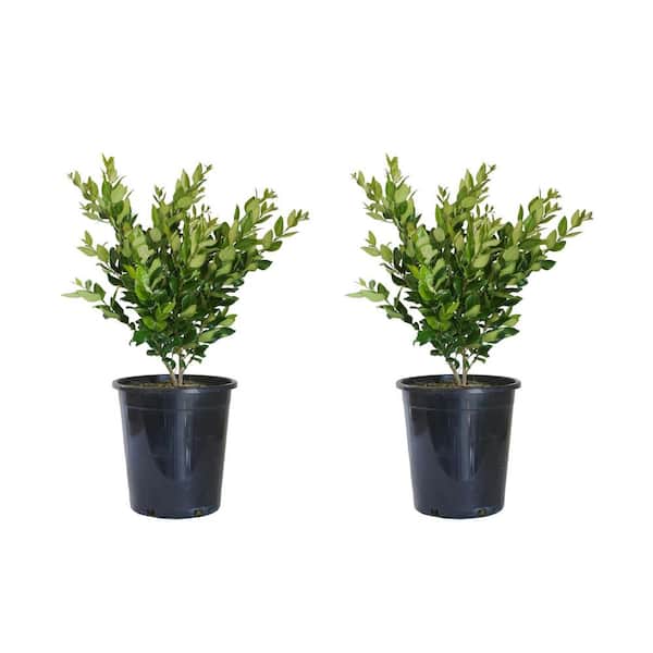 Alder & Oak 5-Container Wax Leaf Privet Flowering Evergreen Privacy Shrub (2-pack)