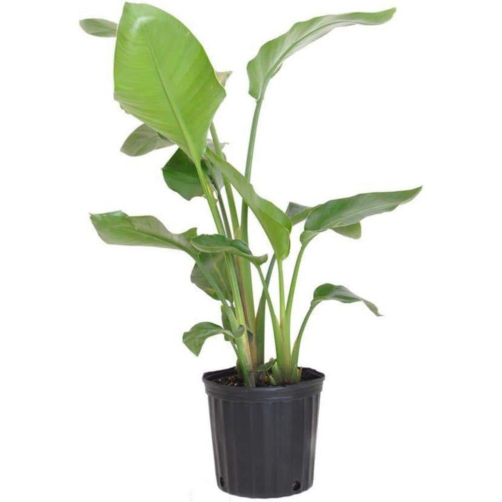 Giant White Bird of Paradise in Black Pot