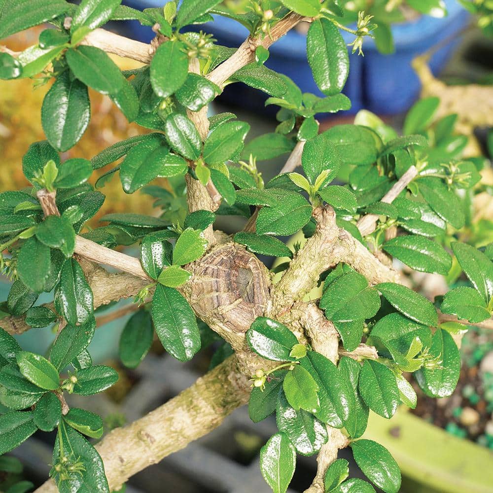 Medium Indoor Fukien Tea Bonsai Tree with Black Pot