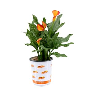 2.5 Qt. Calla Lily Morning Sun Zantedeschia Perennial Live Plant with Orange Flowers