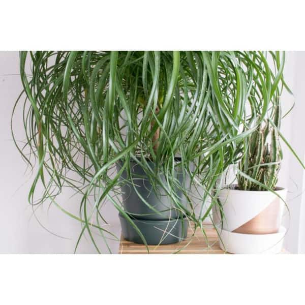 Ponytail Palm Live Plant in 6 in. Growers Pot Beaucarnea Recurvata  Beautiful Clean Air Indoor Houseplant PV-VGGB-M9XH - The Home Depot