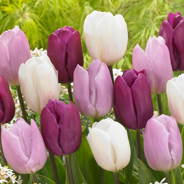 Garden State Bulb 12/+ cm, Dutch Prince Mix Single Early Tulip Flower Bulbs (Bag of 25)