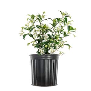 1 Gal. Confederate Jasmine Plant, Re-Blooming Fragrant White Flowers
