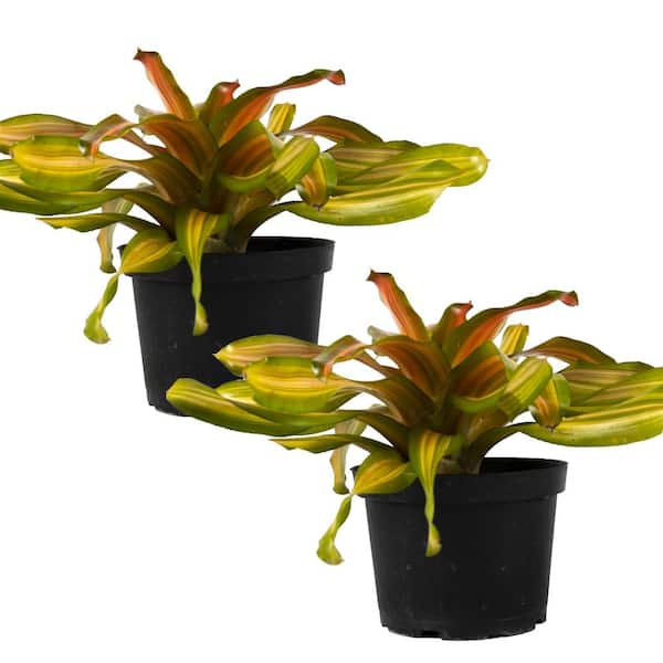 TropicalPlants.com Orange Crush Bromeliad (Neoregelia) Live Plant in 6 in. Growers Pot (2-Pack)