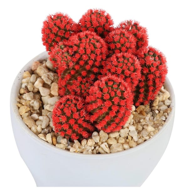red cactus plant