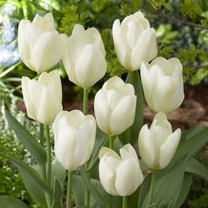 Tulip White Emperor Flower Bulb (10-Pack)