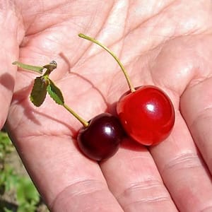 4 in. Pot Wowza! Dwarf Cherry Prunus, Live Potted Fruiting Tree (1-Pack)