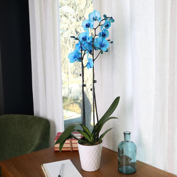 Just Add Ice 16-30 Watercolor Blue Premium Orchid Live Plant in 5