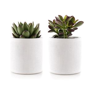 2.5 in. Assorted Succulent Set in White Dot Pot (2-Pack)