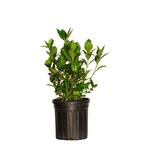 2.5 Qt. August Beauty Gardenia Shrub with Fragrant White Flowers