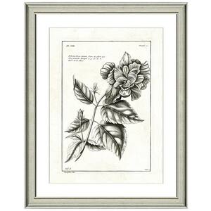 "Hibiscus rose lithograph" Framed Archival Paper Wall Art (24 in. x 28 in. in full size)