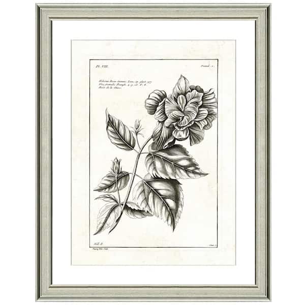 Vintage Print Gallery "Hibiscus rose lithograph" Framed Archival Paper Wall Art (26 in. x 32 in. in full size)