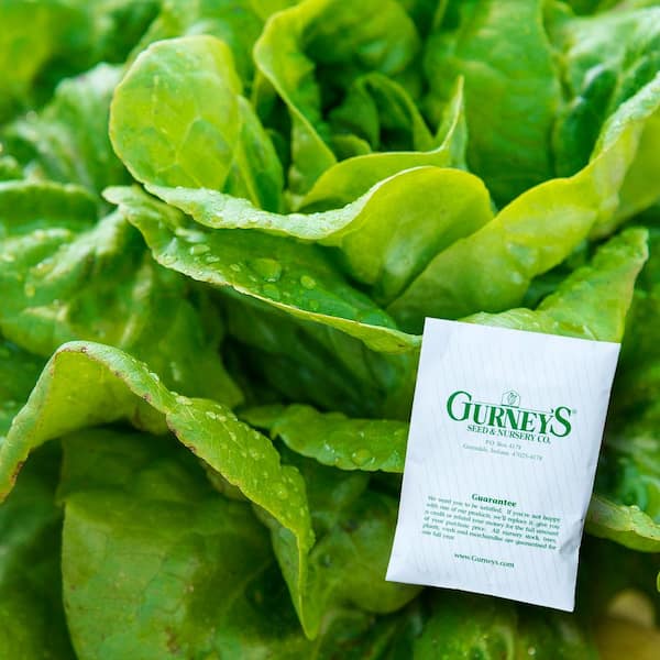 Buttercrunch Lettuce Seeds 500 Pack in Nepal at NPR 6401, Rating 5