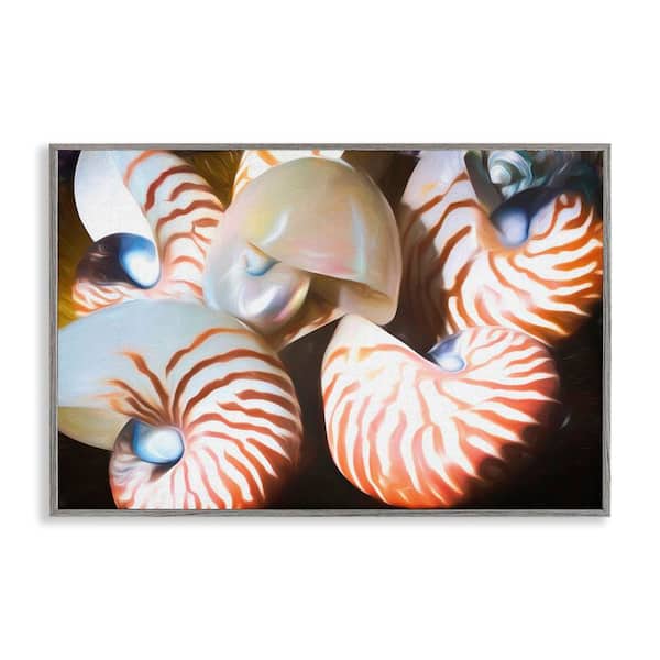 Stupell Industries Nautilus Shells Cluster by Graffi*tee Studios Gray Framed Coastal Giclee Art Print 16 in. x 24 in.