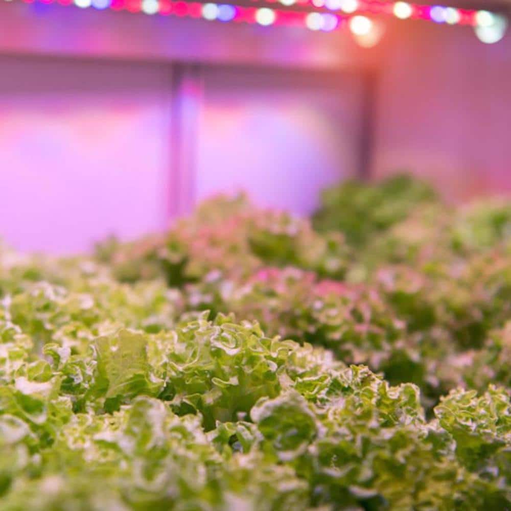 Feit Electric 32W Adjustable Spectrum LED Grow Light