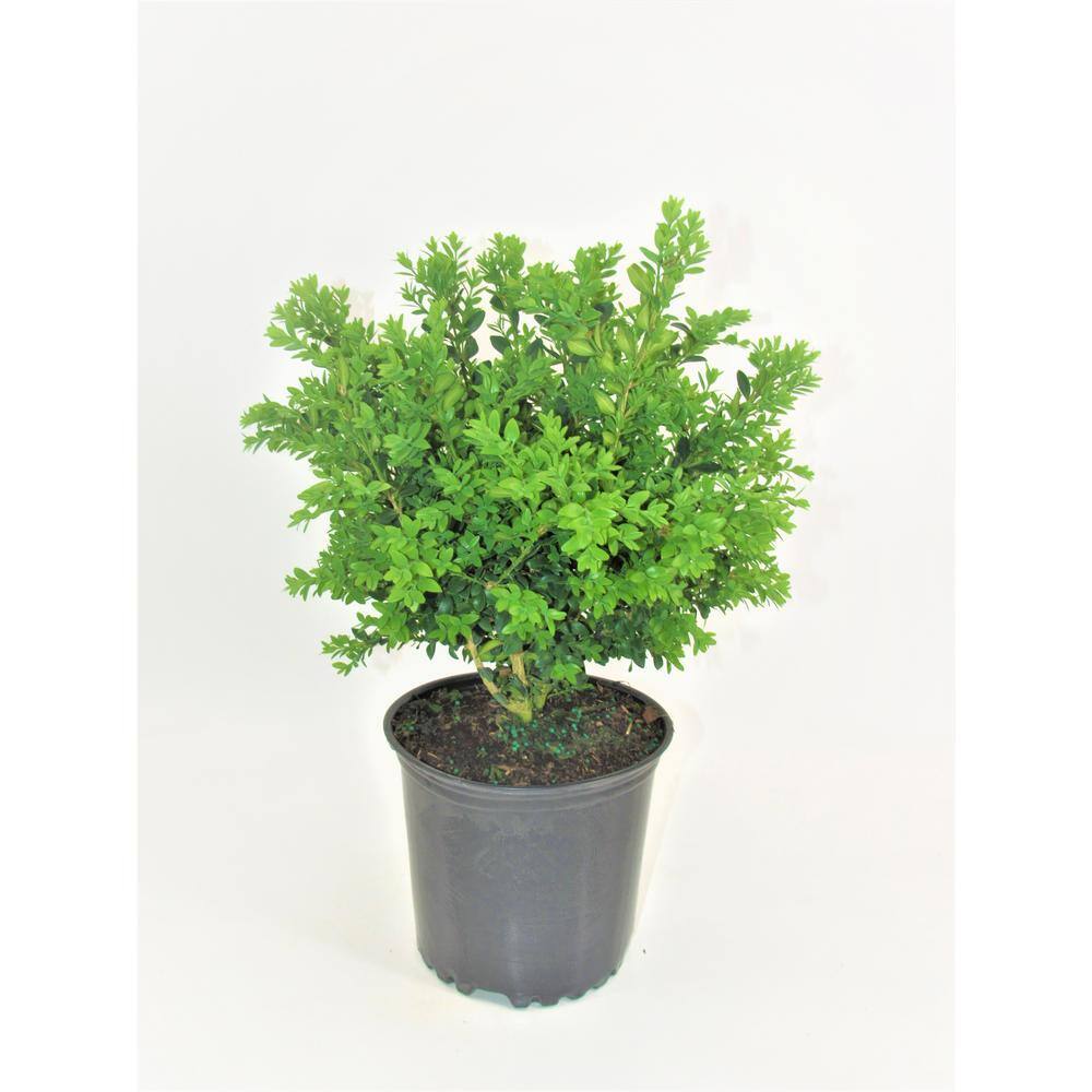 2 Gal. Green Velvet Boxwood (Buxus) Live Evergreen Shrub price history on PriceWatchPro