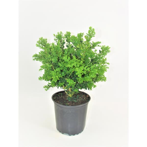 BELL NURSERY 10 Gal. Green Mountain Boxwood Live Shrub