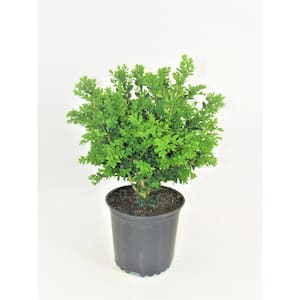 2 Gal. Green Velvet Boxwood (Buxus) Live Evergreen Shrub