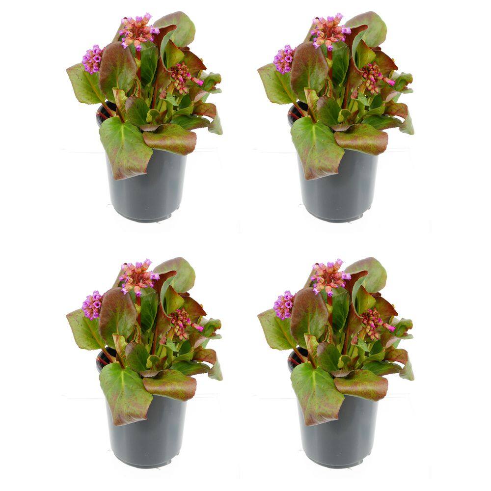 2.5 qt. Bergenia Perennial Plant with Rose Pink Flowers-4 Pack