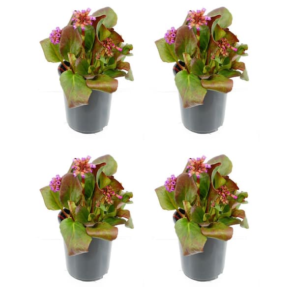 Unbranded 2.5 qt. Bergenia Perennial Plant with Rose Pink Flowers-4 Pack