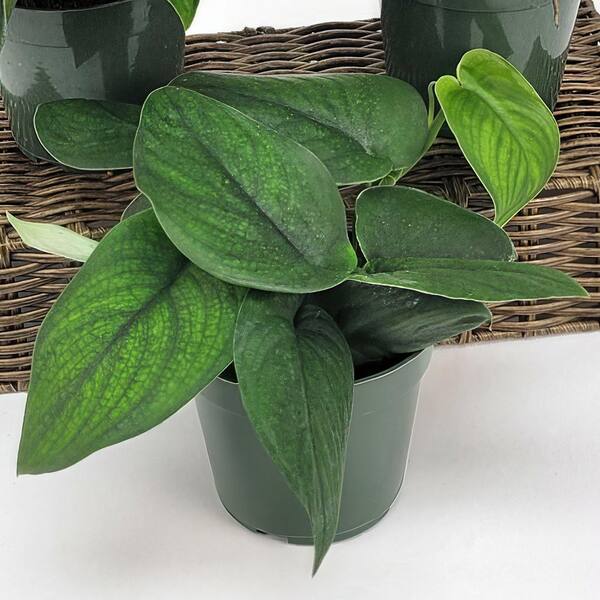 black coral snake plant Sansevieria trifasciata --Black Coral Snake Plant-- main image 0