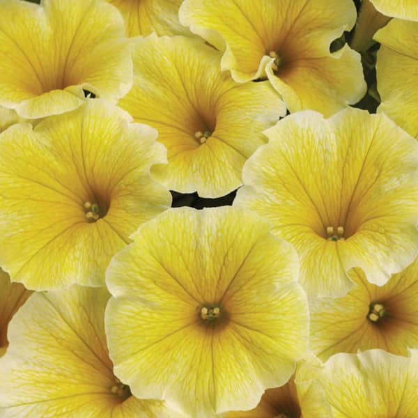 4.25 in. Eco+ Grande Supertunia Saffron Finch (Petunia Hybrid) Live Annual Plant with Yellow Flowers 4-Pack