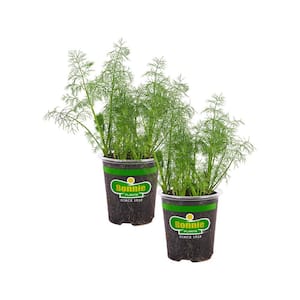 19 oz. Dill Herb Plant (2-Pack)