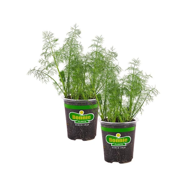 Bonnie Plants 19 oz. Dill Herb Plant (2-Pack)