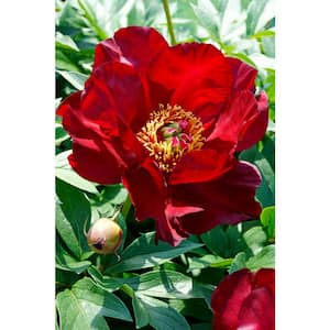 4 in. Pot Itoh Peony Scarlet Heaven Live Potted Perennial Red Flowers