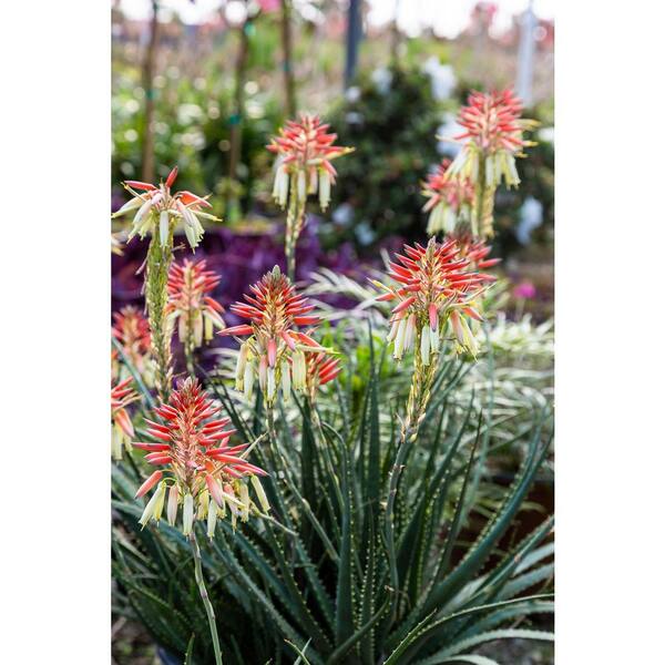 SOUTHERN LIVING 2.5 Qt. Safari Sunrise Aloe with Orange-Pink Flowers 0306Q  - The Home Depot