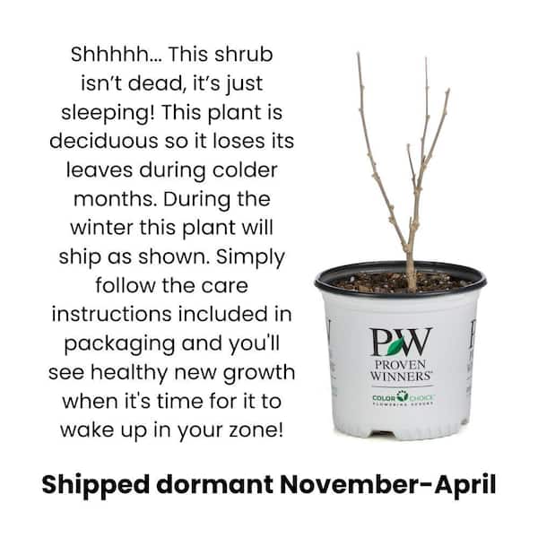 4.5 in. Quart Scentara Double Blue Lilac (Syringa) Live Shrub with Purple-Blue Flowers