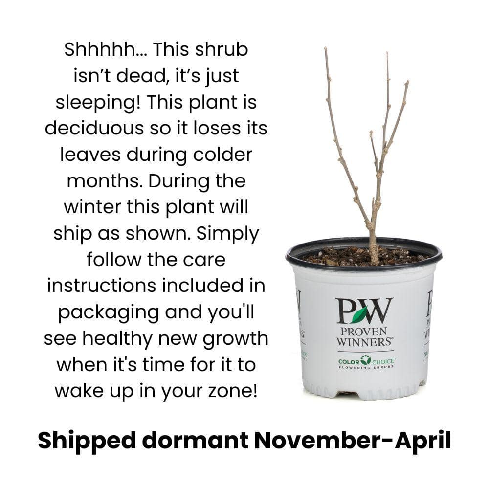 Golden Ticket Privet Shrub with White Flowers and Yellow Foliage, 1 Gallon
