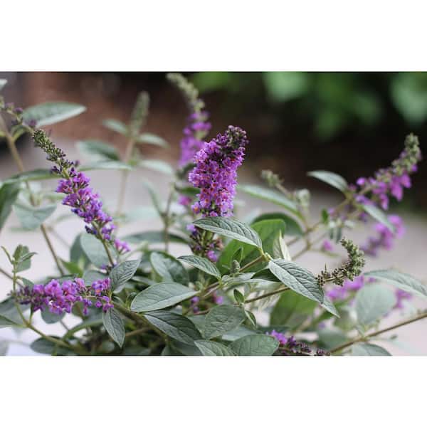 PROVEN WINNERS 1 Gal. Lo and Behold 'Blue Chip Jr.' Butterfly Bush