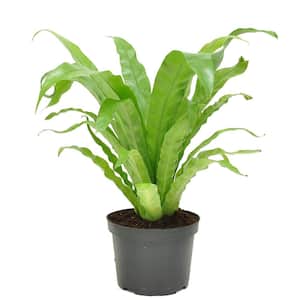 Bird's Nest Fern Indoor Plant in 6 in. Grower Pot, Avg. Shipping Height 1-2 ft. Tall