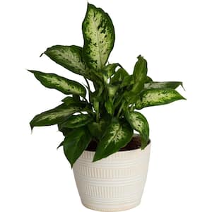 Dieffenbachia Dumb Cane Indoor Plant in 6 in. White Pot, Average Shipping Height 1-2 ft. Tall