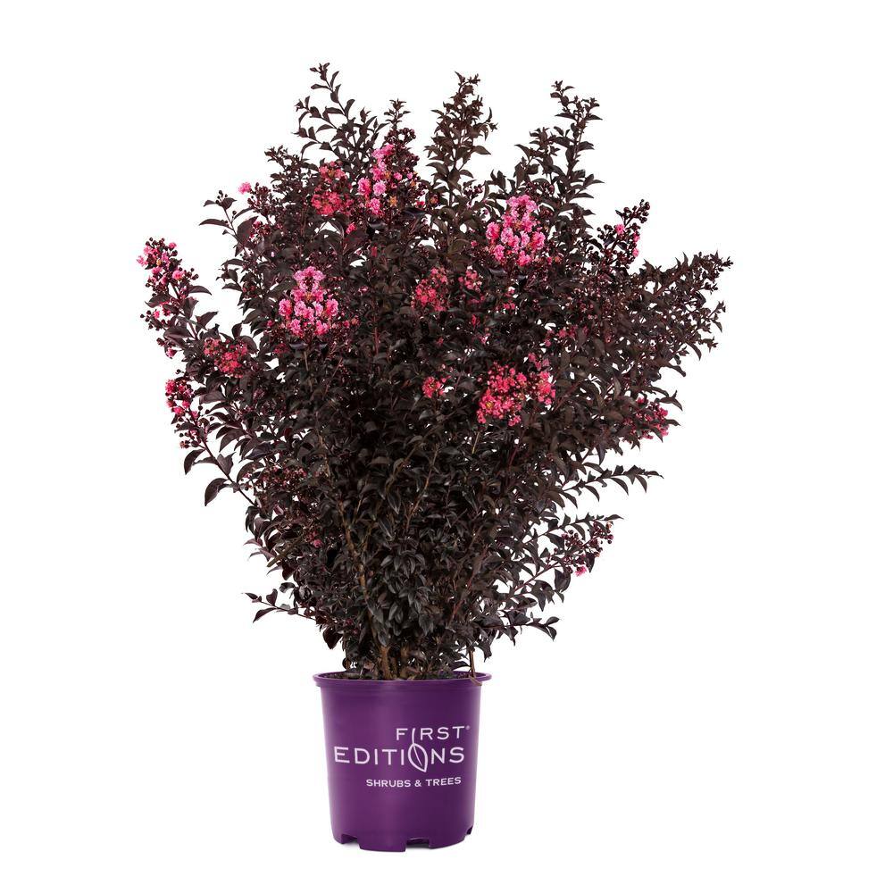 FIRST EDITIONS 3 Gal. Sunset Magic Crape Myrtle Flowering Shrub with ...